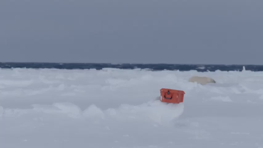 Load video: A video shows a magnificent white polar bear discovering and curiously investigating a bright orange, rectangular case on a vast expanse of snow and ice. The bear approaches, sniffs, and gently nudges the human-made object, set against a backdrop of icy sea and distant mountains in the pristine Arctic wilderness.